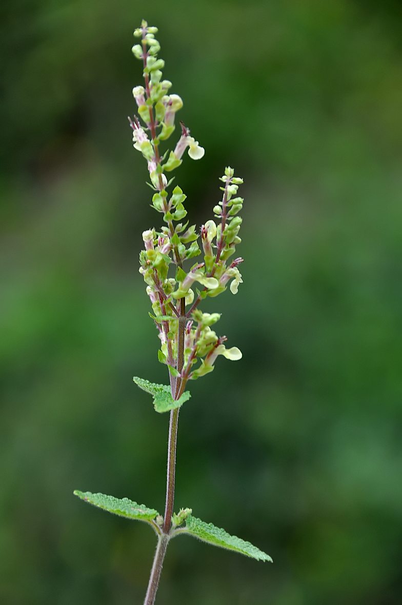 Teucrium scorodonia