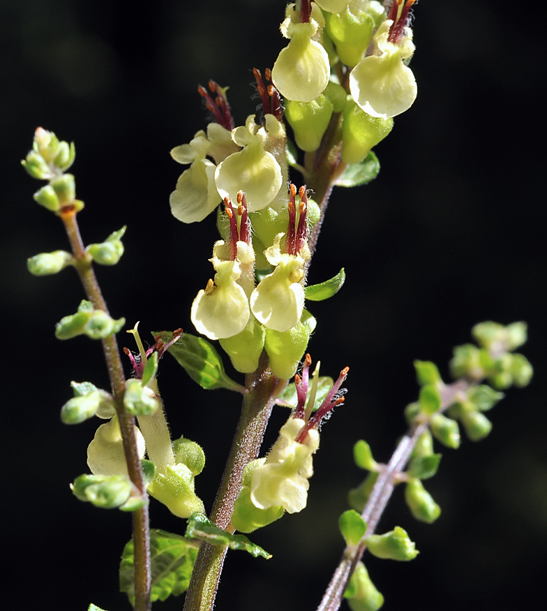 Teucrium scorodonia