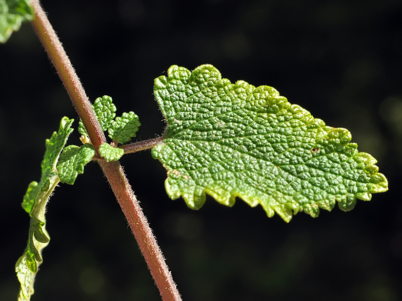 Teucrium scorodonia