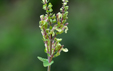 Teucrium scorodonia