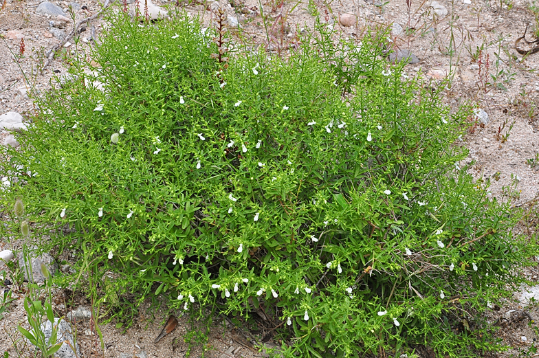 Teucrium spinosum