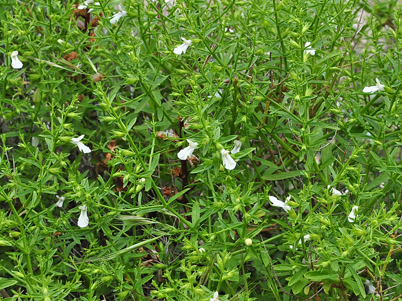 Teucrium spinosum