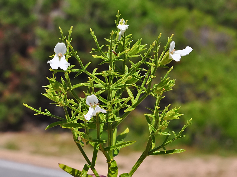 Teucrium spinosum