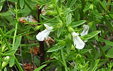 Teucrium spinosum