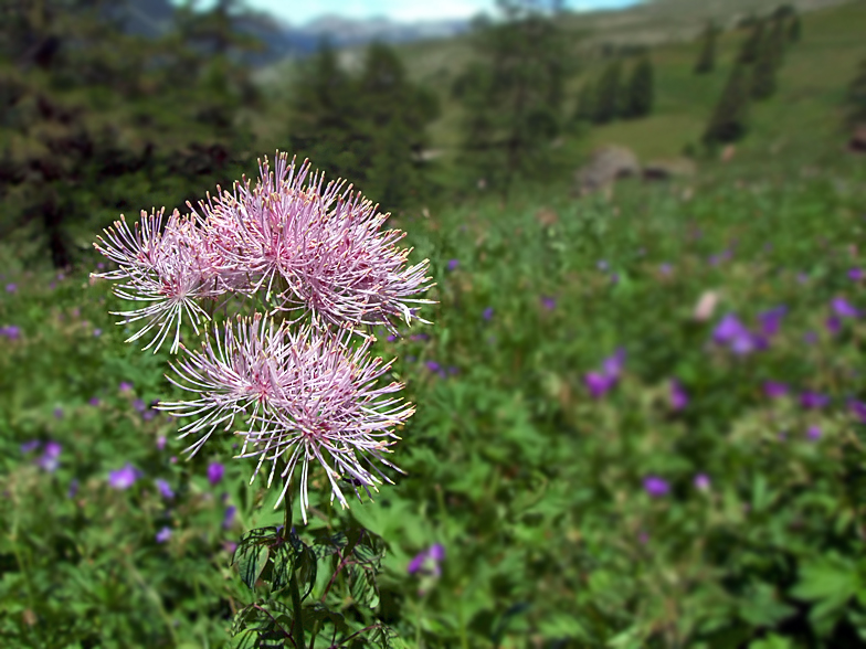 Thalictrum aquilegiifolium