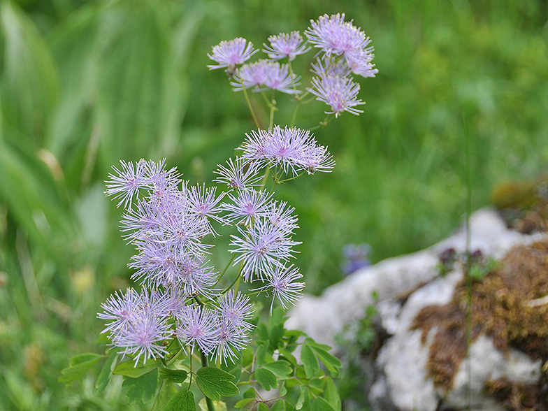 Thalictrum aquilegifolium