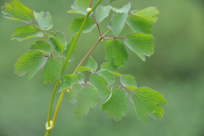 Thalictrum feuilles