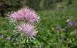 Thalictrum aquilegiifolium