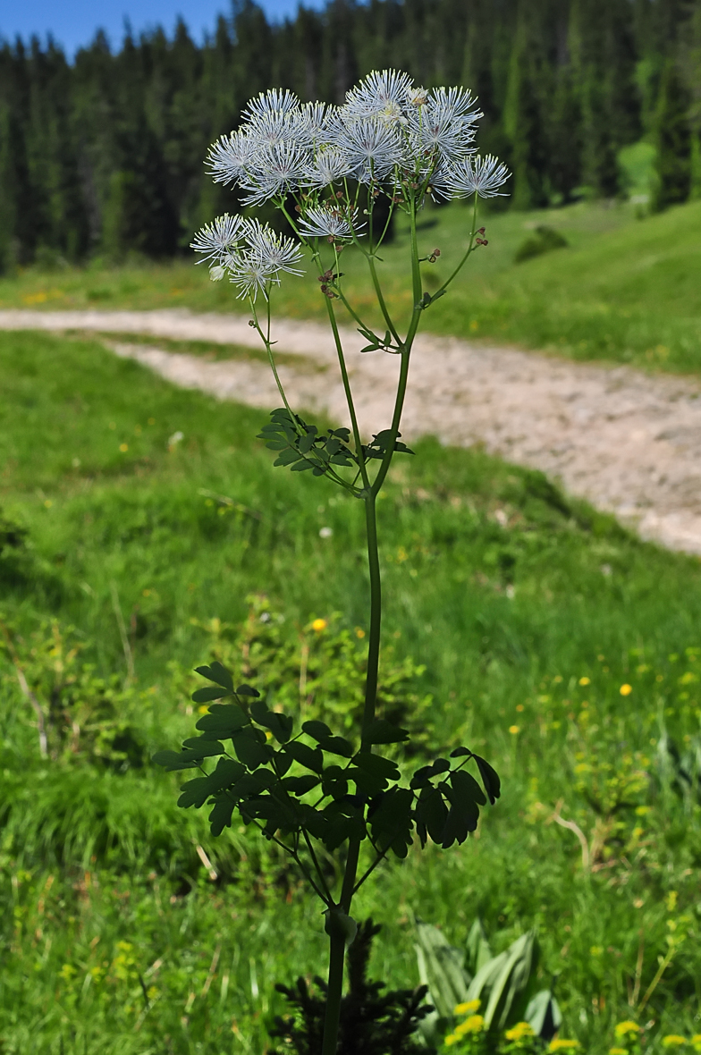 Thalictrum aquilegiifolium