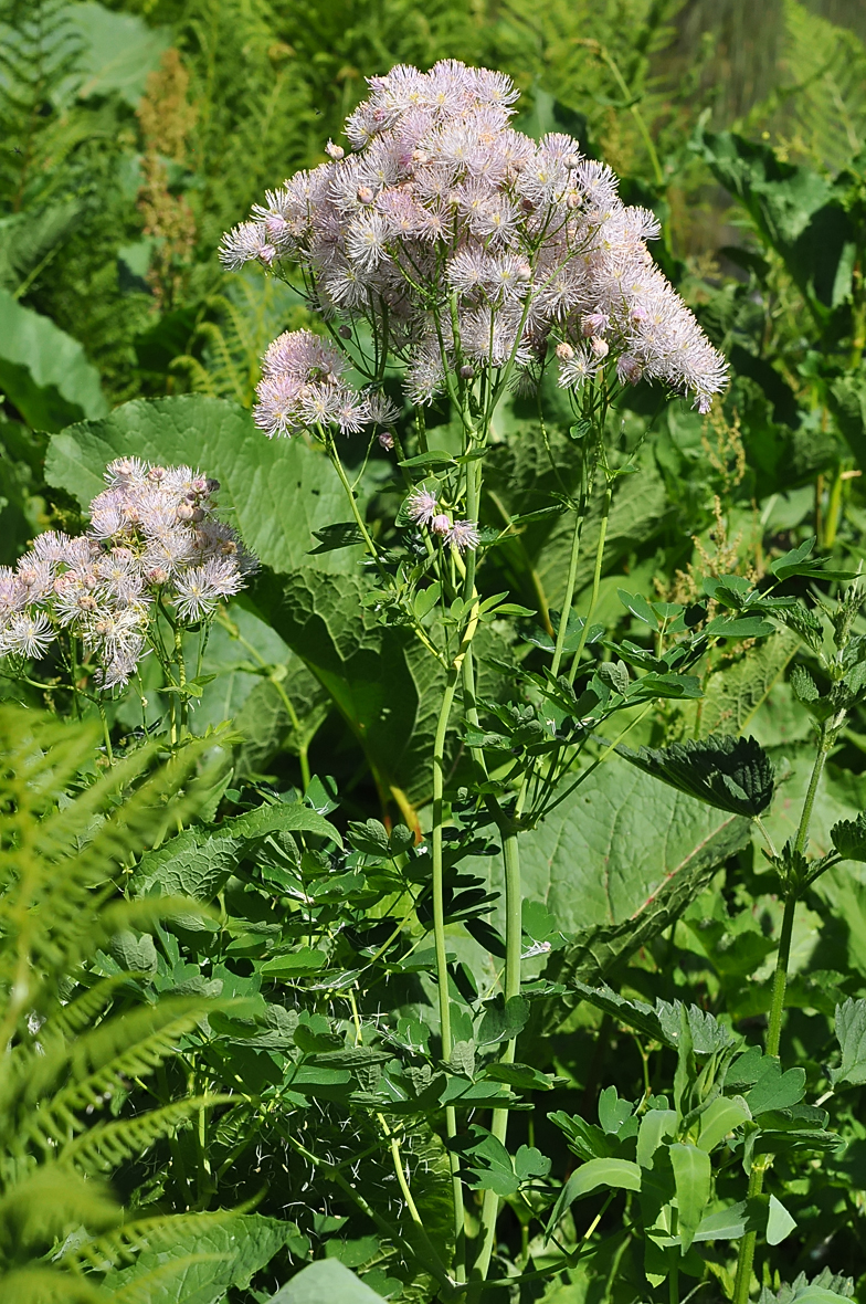 Thalictrum aquilegiifolium