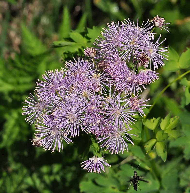 Thalictrum aquilegiifolium