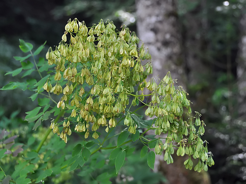 Thalictrum aquilegiifolium