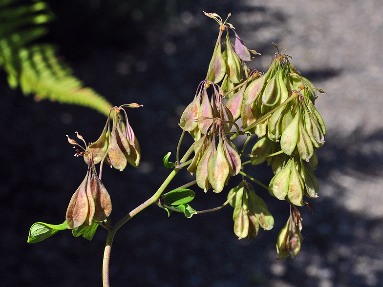 Thalictrum aquilegiifolium