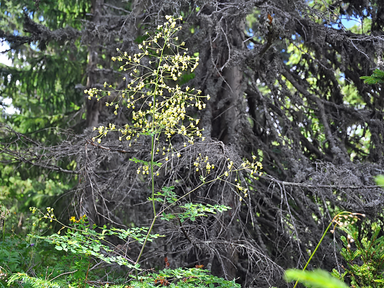 Thalictrum minus ssp. saxatile