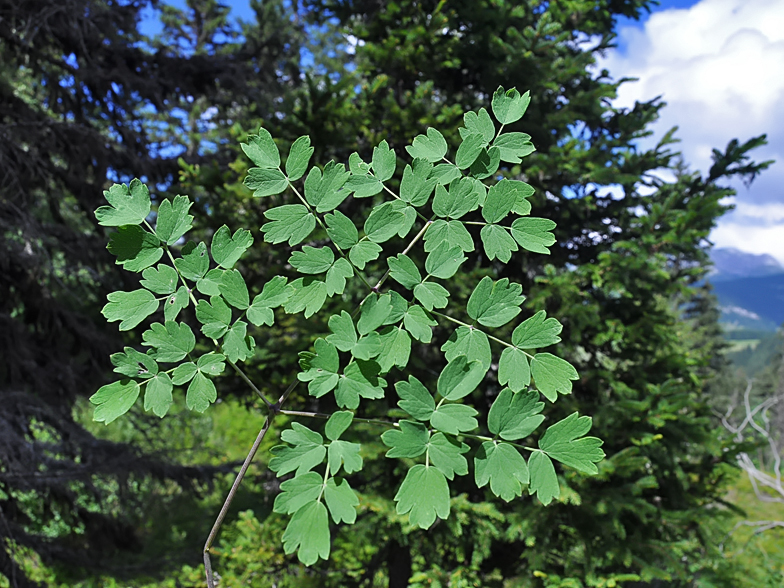 Thalictrum minus ssp. saxatile