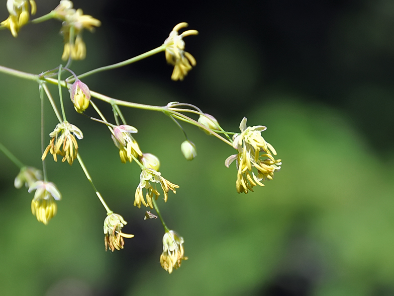 Thalictrum minus ssp. saxatile