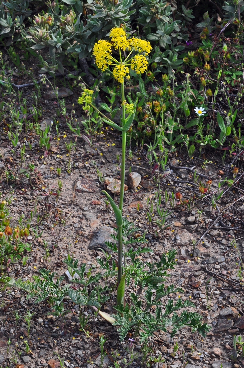 Thapsia nitida