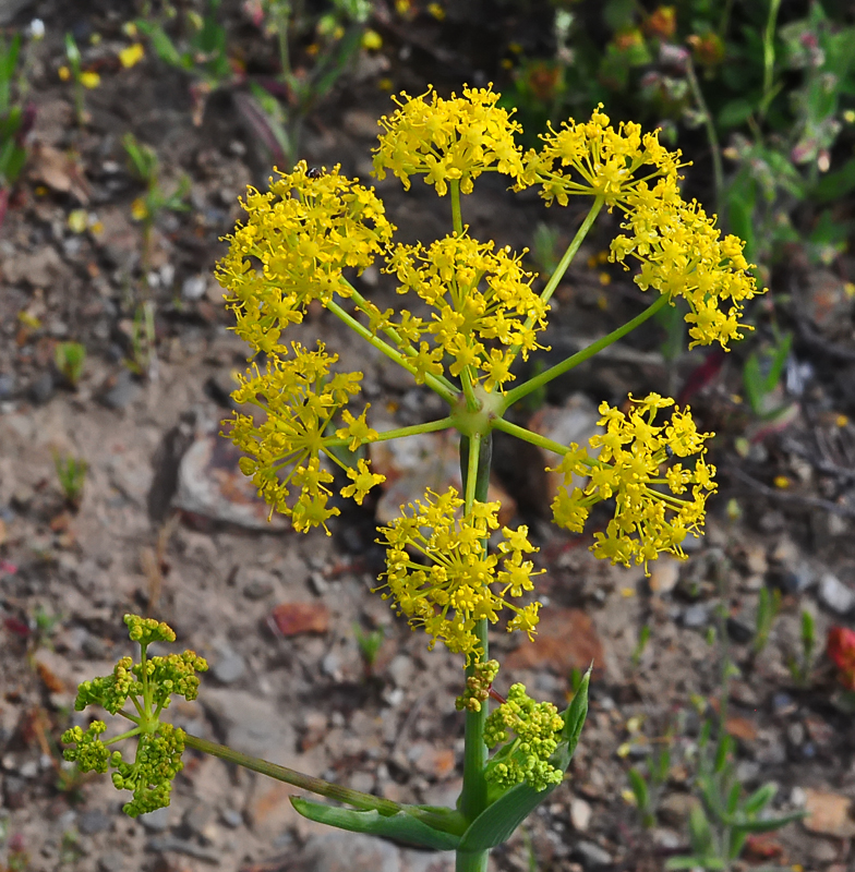 Thapsia nitida