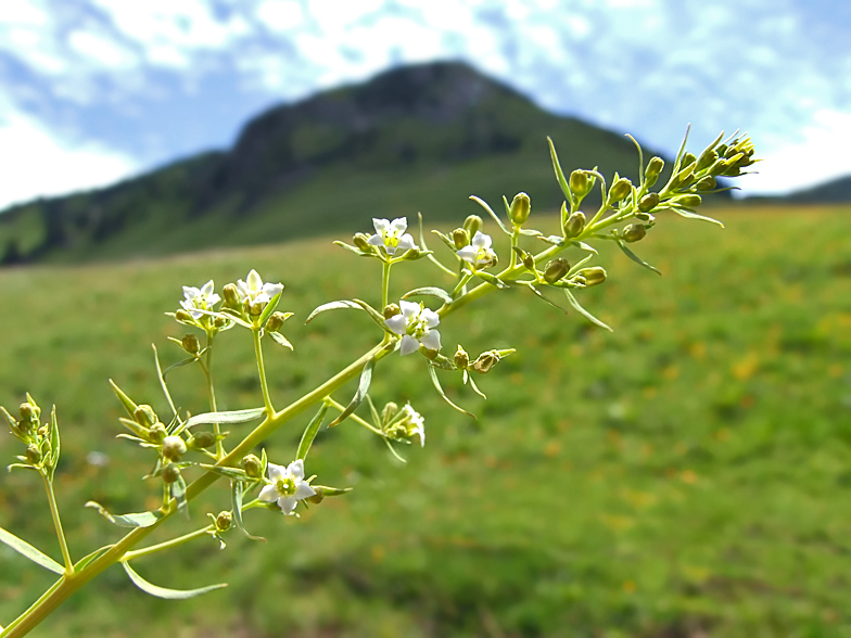 Thesium pyrenaicum