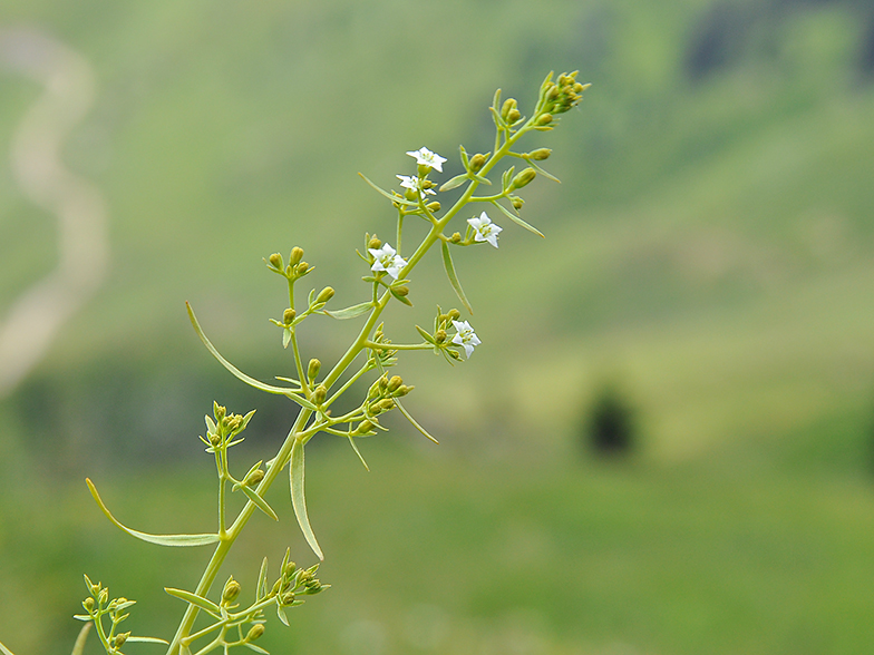 Thesium pyrenaicum