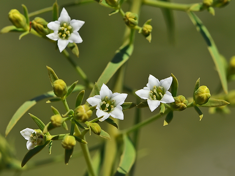 Thesium pyrenaicum