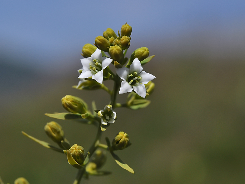 Thesium pyrenaicum