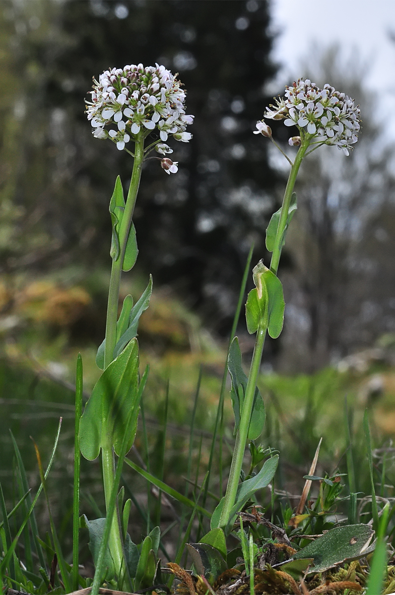 Thlaspi caerulescens