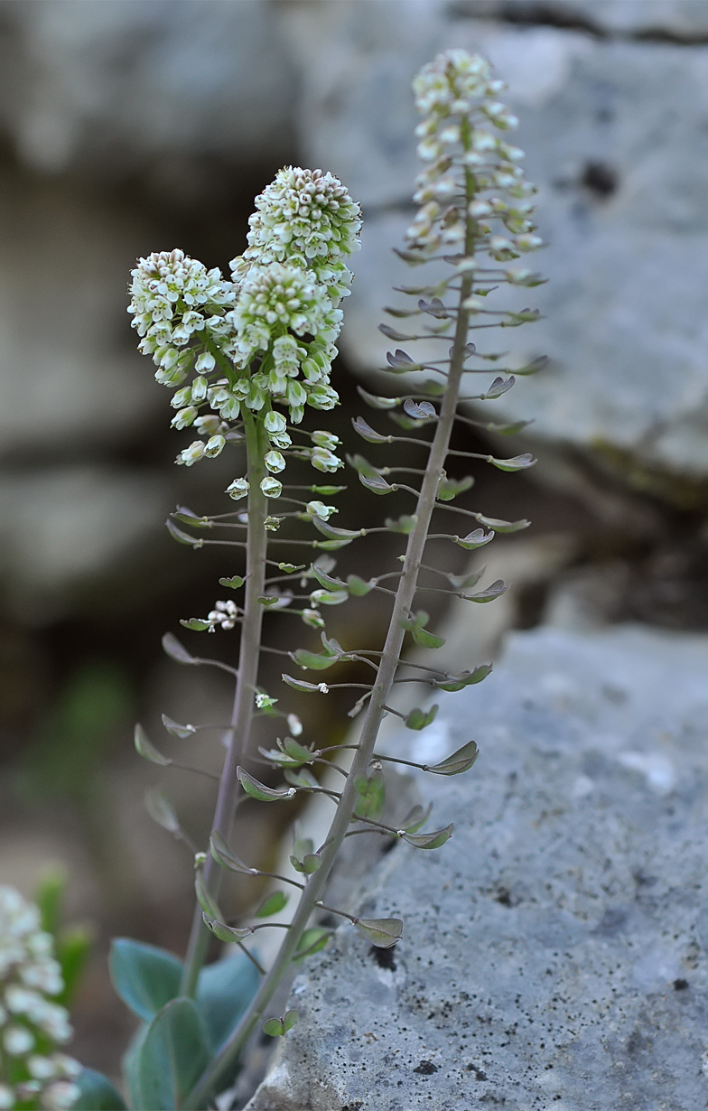 Thlaspi caerulescens