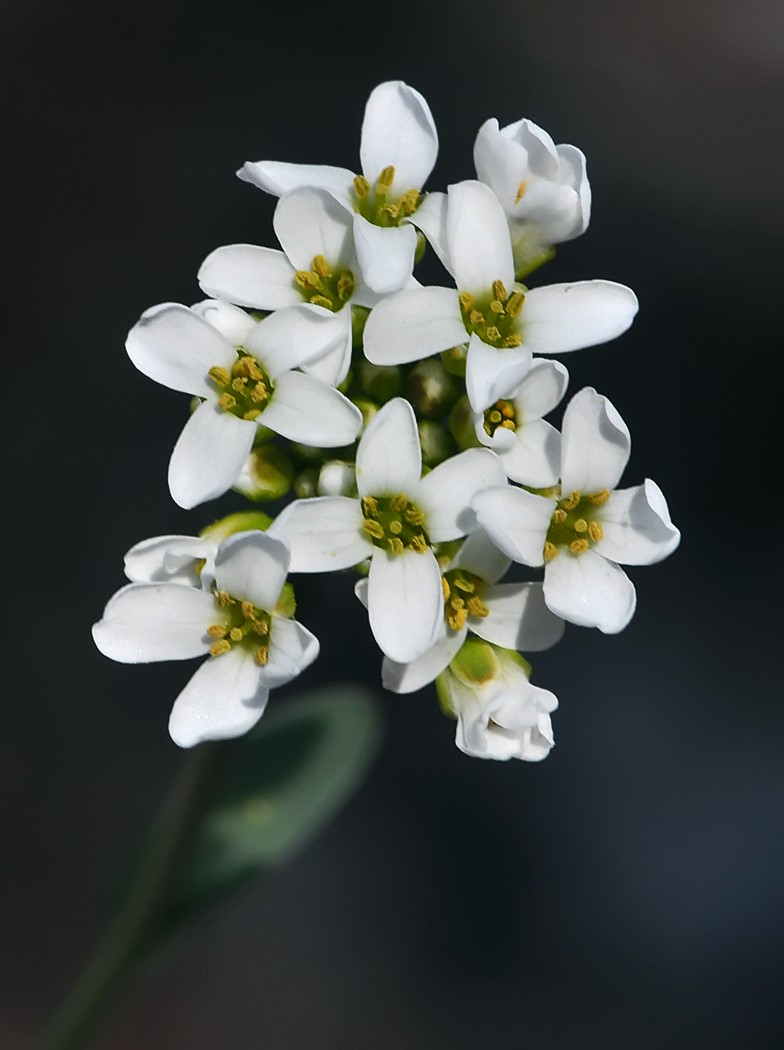 Thlaspi perfoliatum