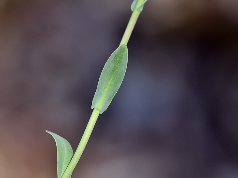 Thlaspi perfoliatum