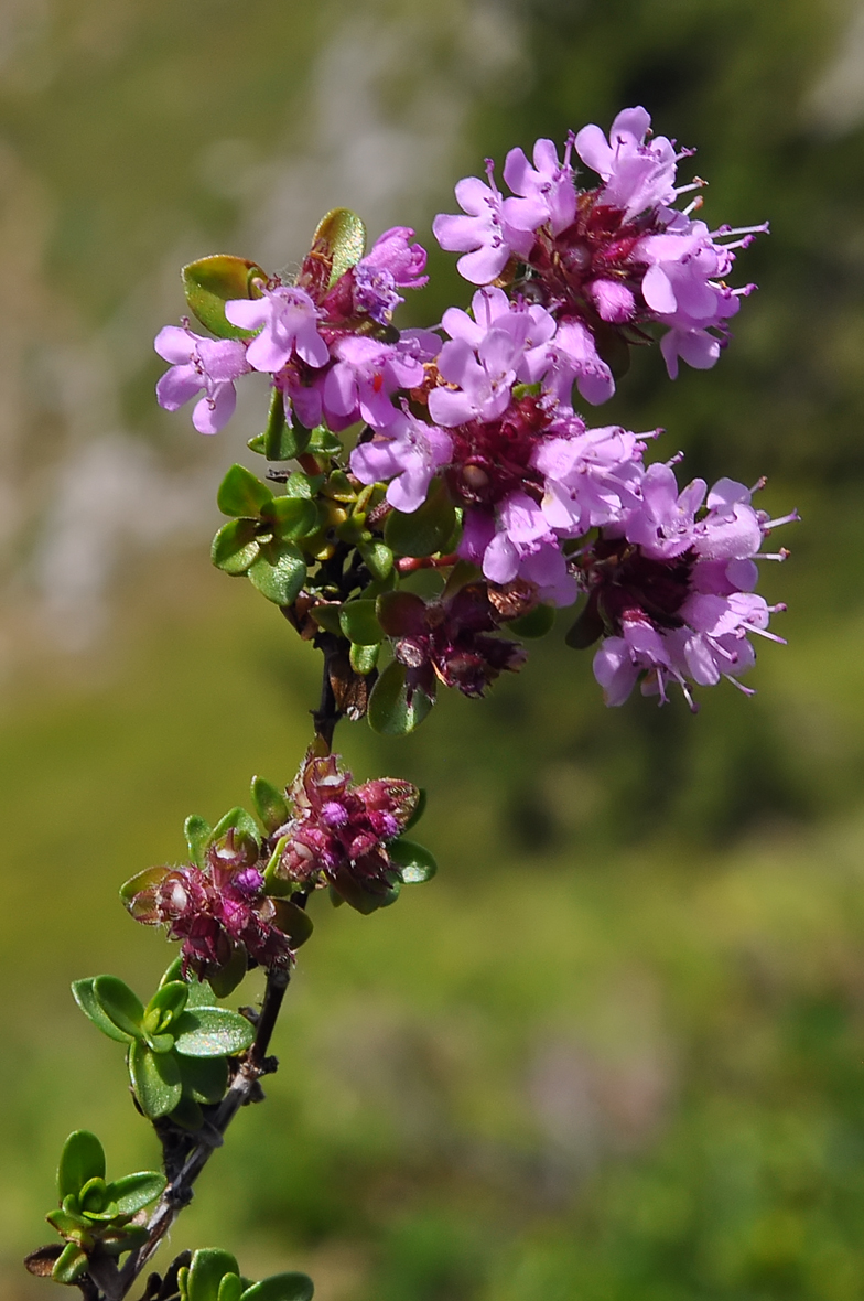 Thymus serpyllum