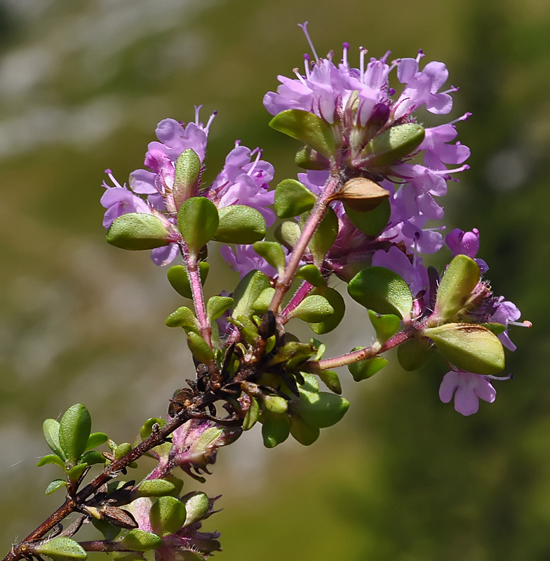 Thymus serpyllum