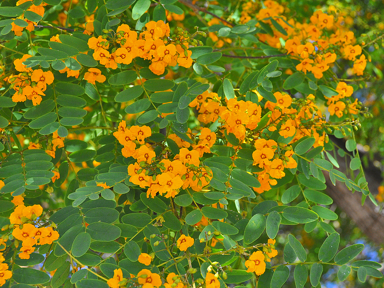 Tipuana tipu