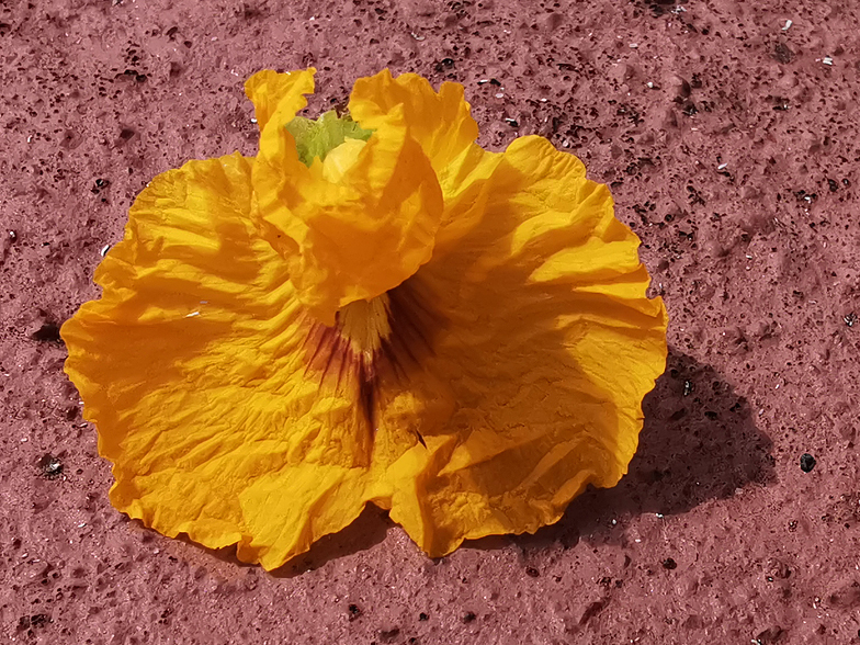 Tipuana tipu detail