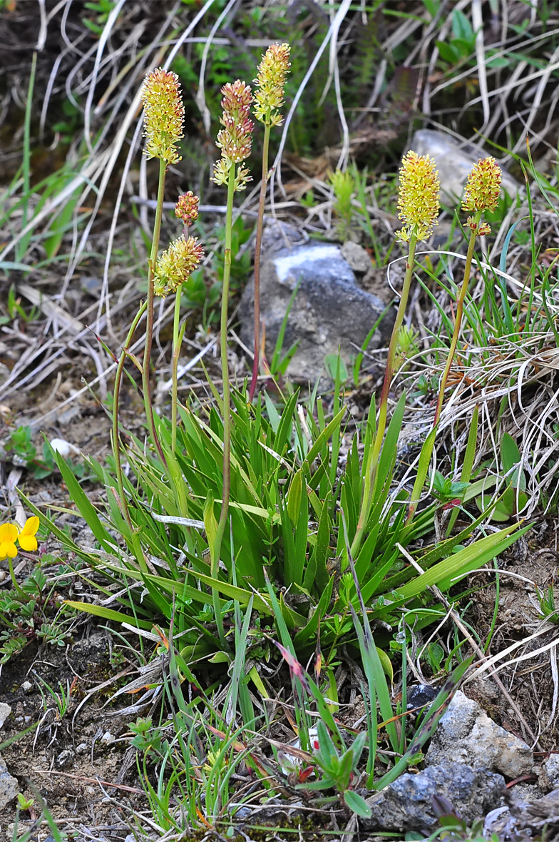 Tofieldia calyculata