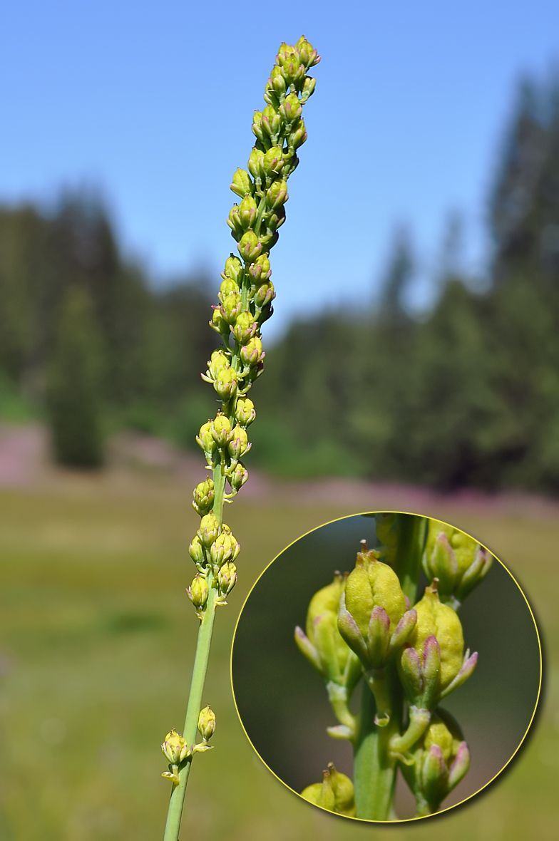 Tofieldia calyculata