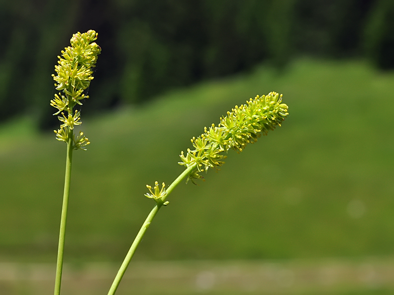 Tofieldia calyculata