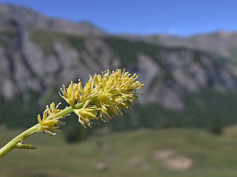 Tofieldia calyculata