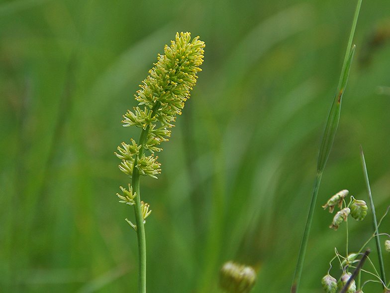 Tofyeldia calyculata