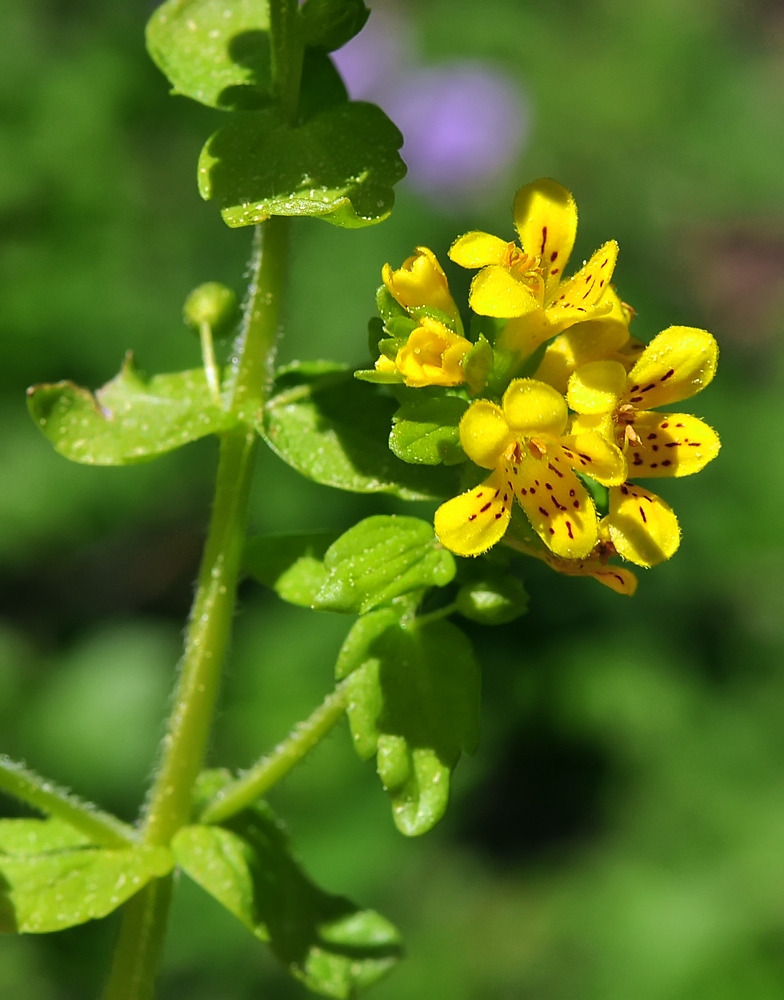 Tozzia alpina