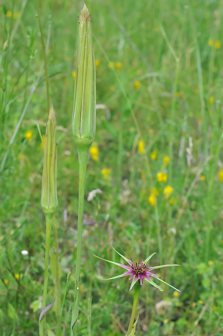 Tragopogon porrifolius