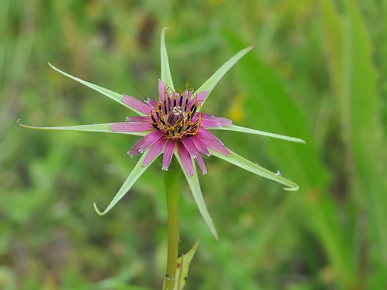 Tragopogon porrifolius