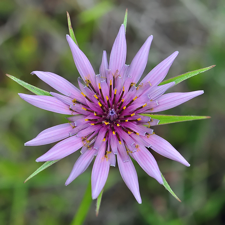 Tragopogon porrifolius