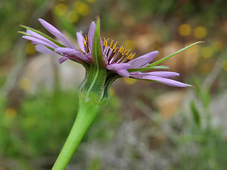 Tragopogon porrifolius