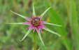 Tragopogon porrifolius