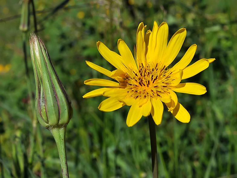 Tragopogon pratensis