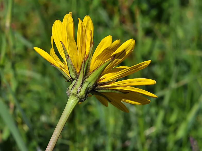 Tragopogon pratensis