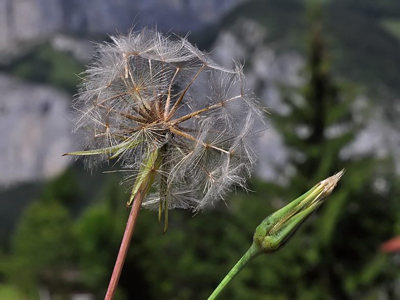 Tragopogon pratensis