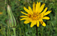 Tragopogon pratensis