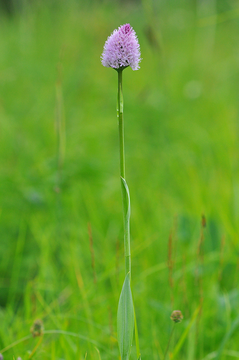 Traunsteinera globosa